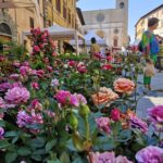 Todifiorita a Todi